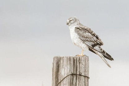 Northern Harrier Hawk on Fence Wall Art Teri James Photography