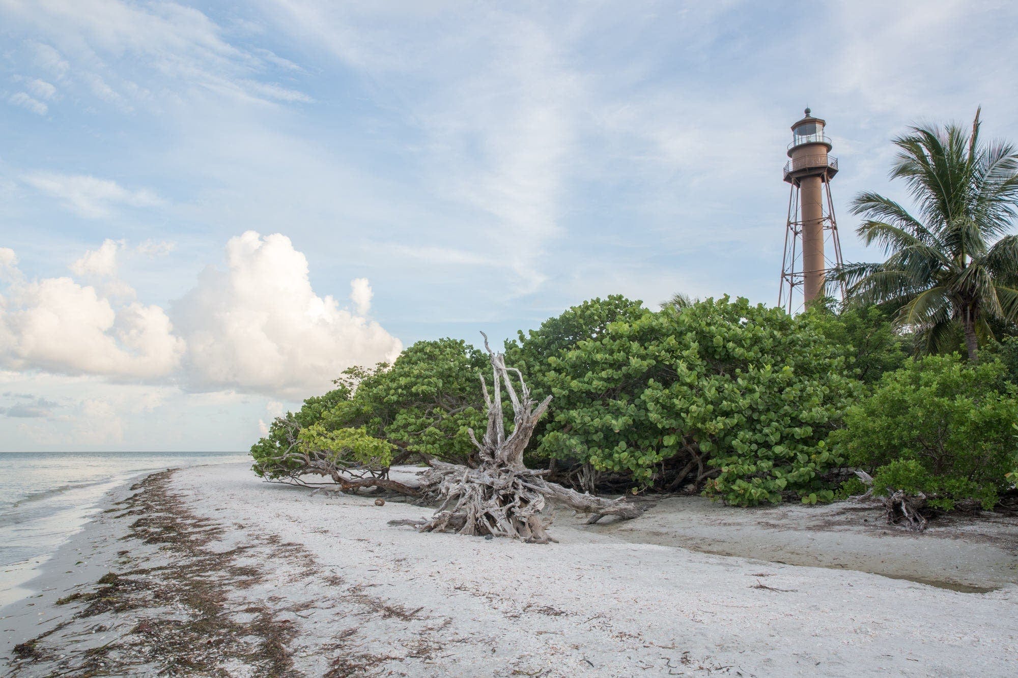 Sanibel Beach outlet 12 x 36 Original Oil Painting Print on Canvas