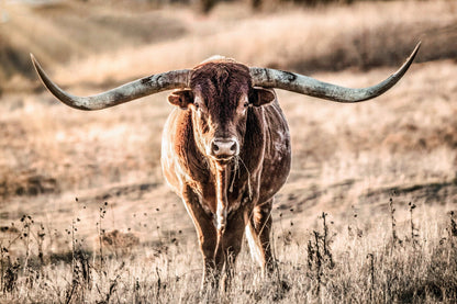 Texas Longhorn Bull and Sunbeams Paper Photo Print / 12 x 18 Inches Wall Art Teri James Photography