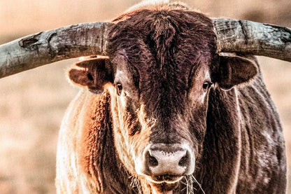 Texas Longhorn Bull and Sunbeams Wall Art Teri James Photography