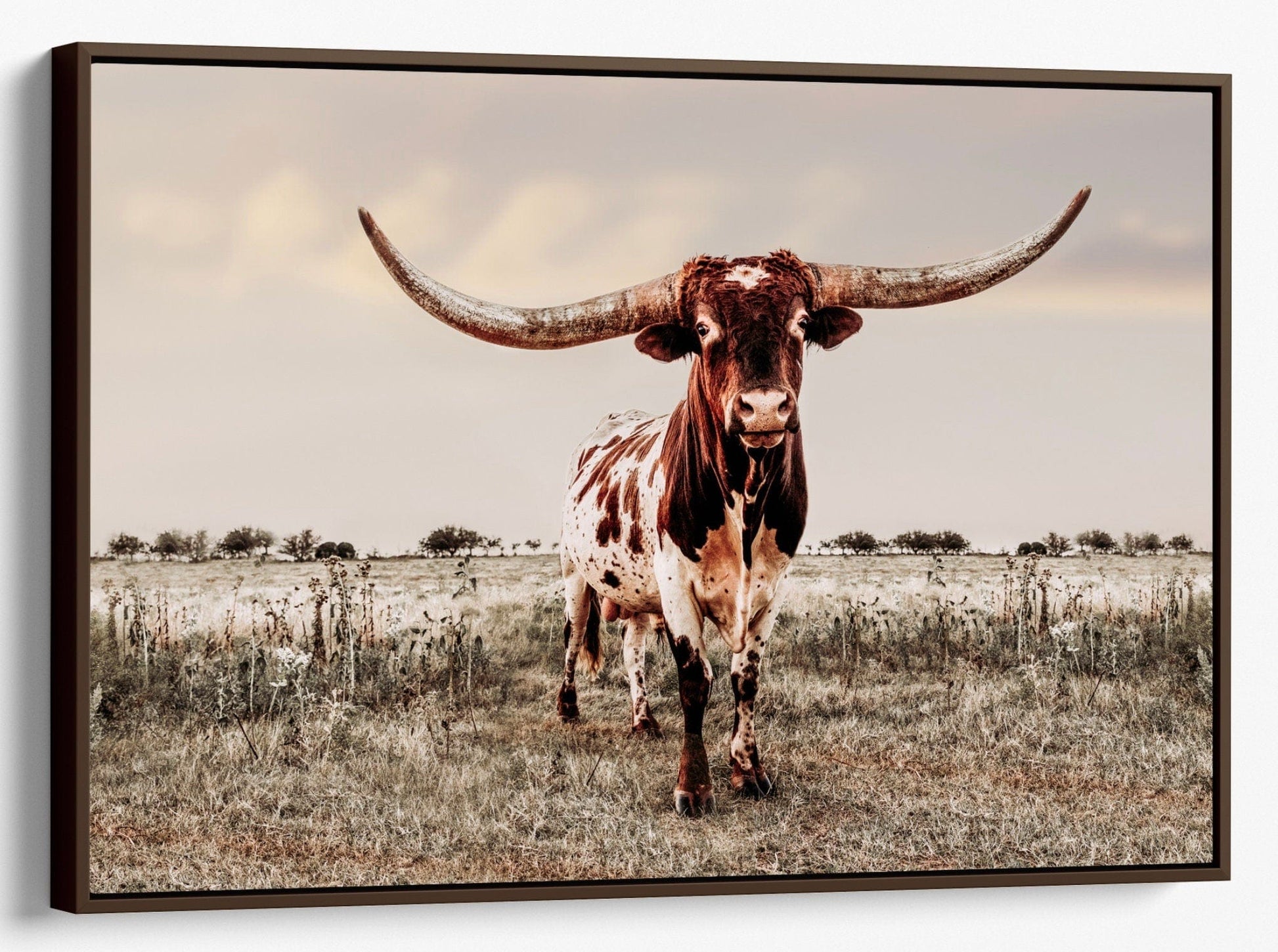Texas Longhorn Bull Canvas Print - Texas Style Wall Decor Canvas-Walnut Frame / 12 x 18 Inches Wall Art Teri James Photography
