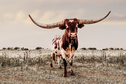 Texas Longhorn Bull Canvas Print - Texas Style Wall Decor Paper Photo Print / 12 x 18 Inches Wall Art Teri James Photography