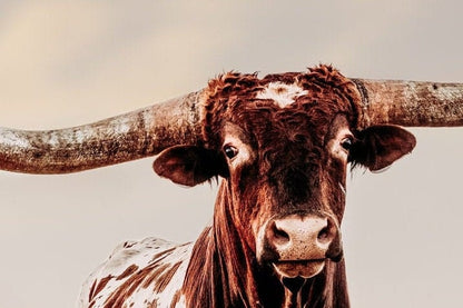 Texas Longhorn Bull Canvas Print - Texas Style Wall Decor Wall Art Teri James Photography