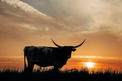 Texas Longhorn Sunset Canvas Print Paper Photo Print / 12 x 18 Inches Wall Art Teri James Photography
