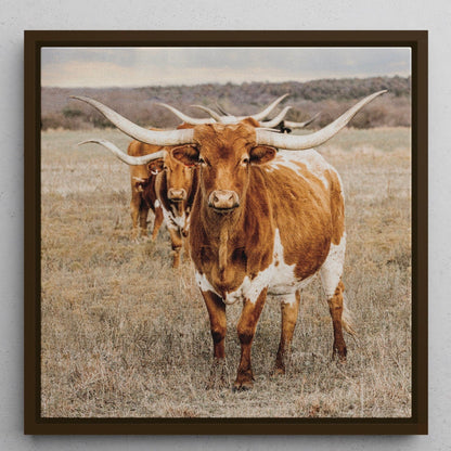 Texas Longhorn Square Wall Art Canvas-Walnut Frame / 16 x 16 Inches Wall Art Teri James Photography