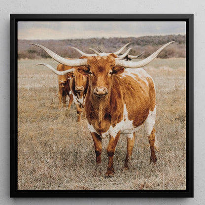 Texas Longhorn Square Wall Art Canvas-Black Frame / 16 x 16 Inches Wall Art Teri James Photography