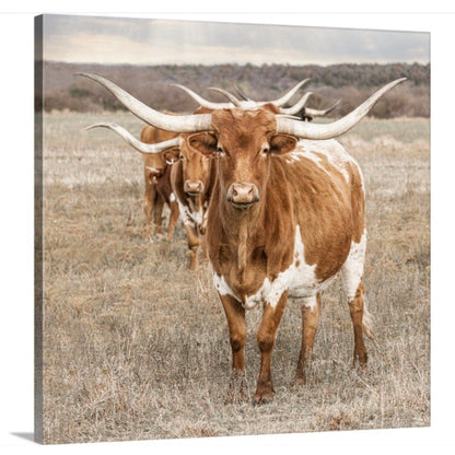 Texas Longhorn Square Wall Art Canvas-Unframed / 16 x 16 Inches Wall Art Teri James Photography