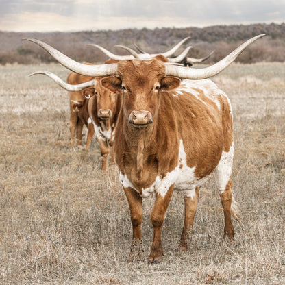 Texas Longhorn Square Wall Art Paper Photo Print / 16 x 16 Inches Wall Art Teri James Photography