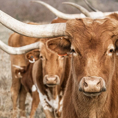 Texas Longhorn Square Wall Art Wall Art Teri James Photography